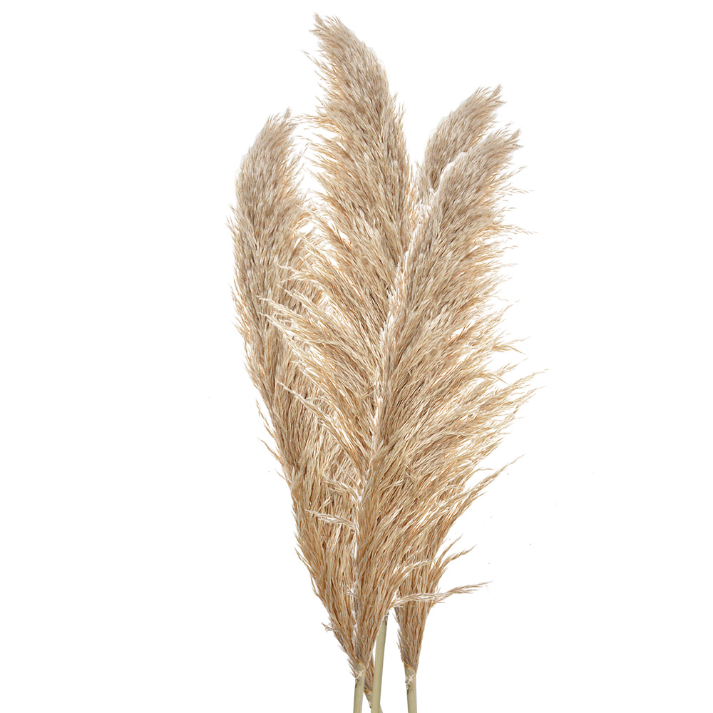 [5DF0044] Droogbloemen 11x8x142 cm (5)