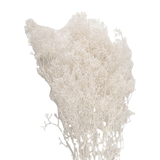 Droogbloemen 8x4x60 cm (5)